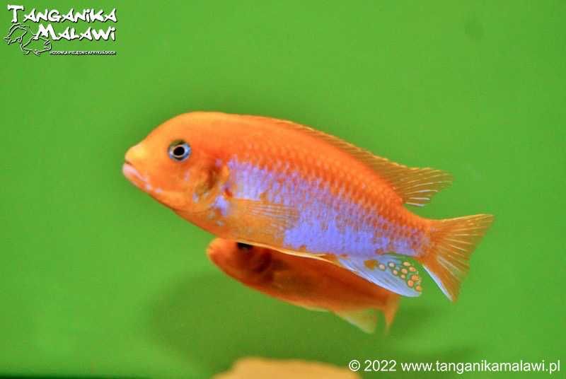 Labidochromis sp.„hongi” Red Sunflower TanganikaMalawi Darmowa Dostawa