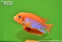 Pyszczaki Labidochromis sp.„hongi” Red Sunflower TanganikaMalawi