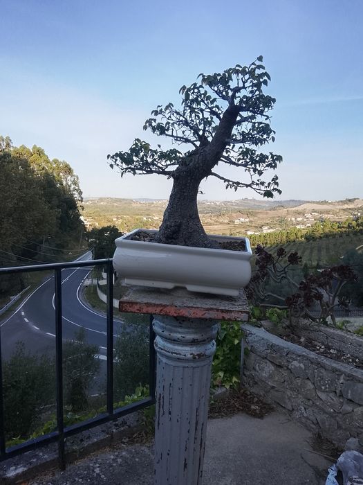 Grande Bonsai de ulmo