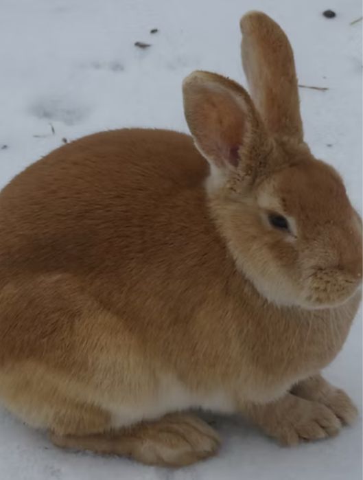 Temos coelhos prontos para nova cada.