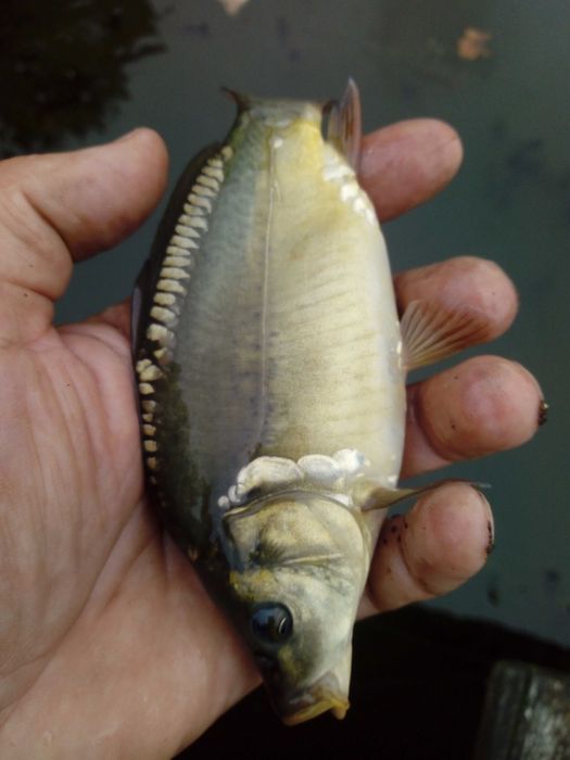 Karp narybek, kroczek