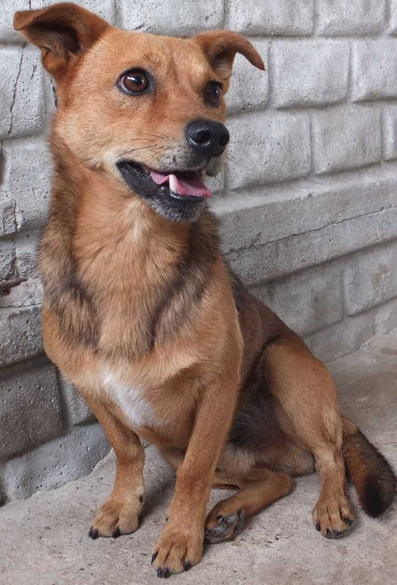 LIPTON mały , rudy pies czeka na adopcję