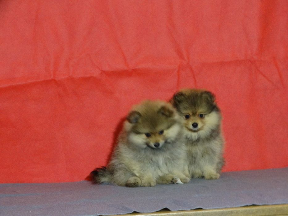 Szpic miniaturowy suczka z rodowodem