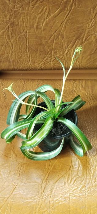 Хлорофітум Боні кучерявий хлорофитум бонни