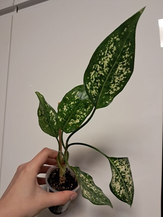 Aglaonema snowflake snow white
