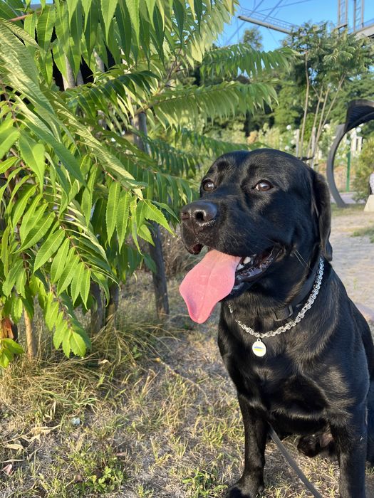 Лабрадор для вязки