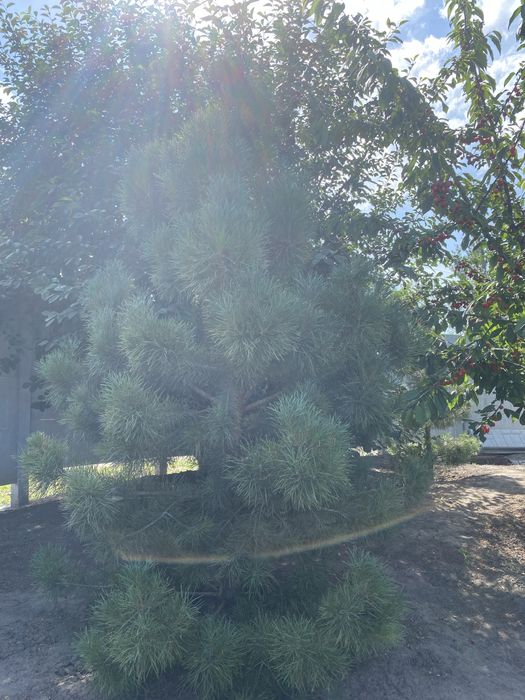 Сосны крымские пинцерованые