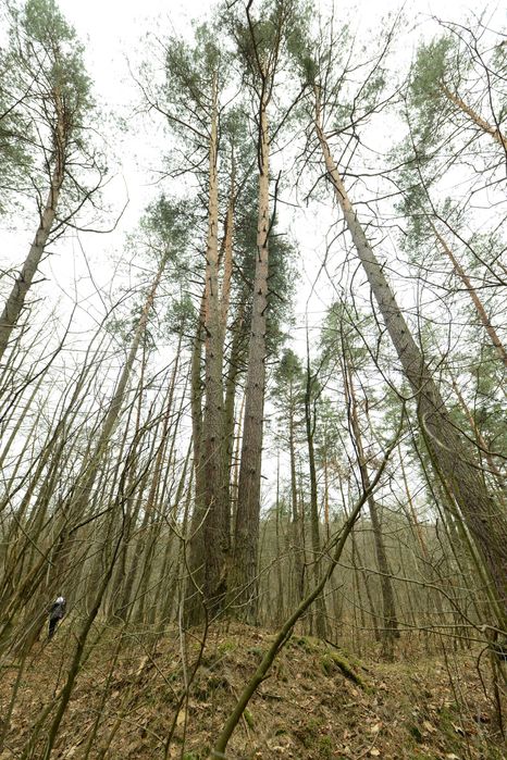 Drzewo materiałowe dąb, olcha, sosna