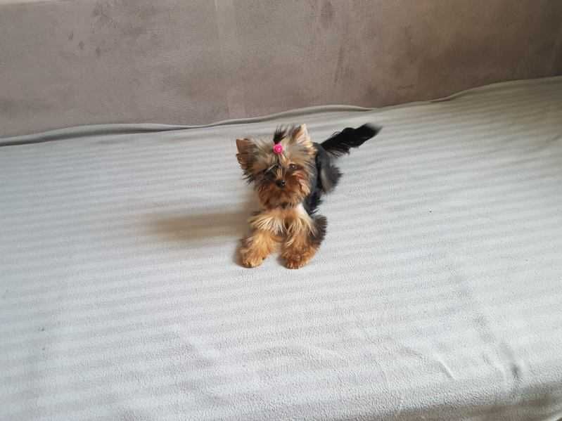 Śliczny piesek York miniaturka z rodowodem