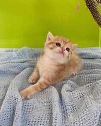 Мальчик Арк, британский котенок, зололотая шиншилла носитель ny12