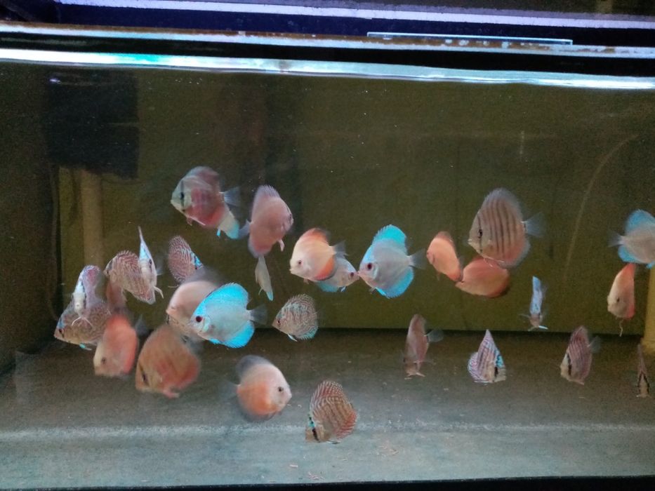 Paletki dyskowce (hodowla)