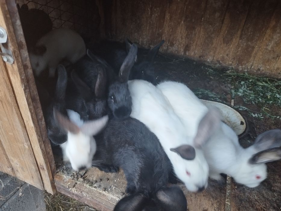 Króliki kalifornijskie czarne