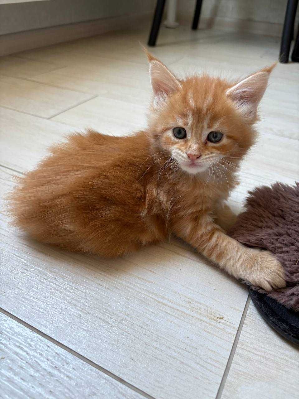 Кошенята мейн-кун