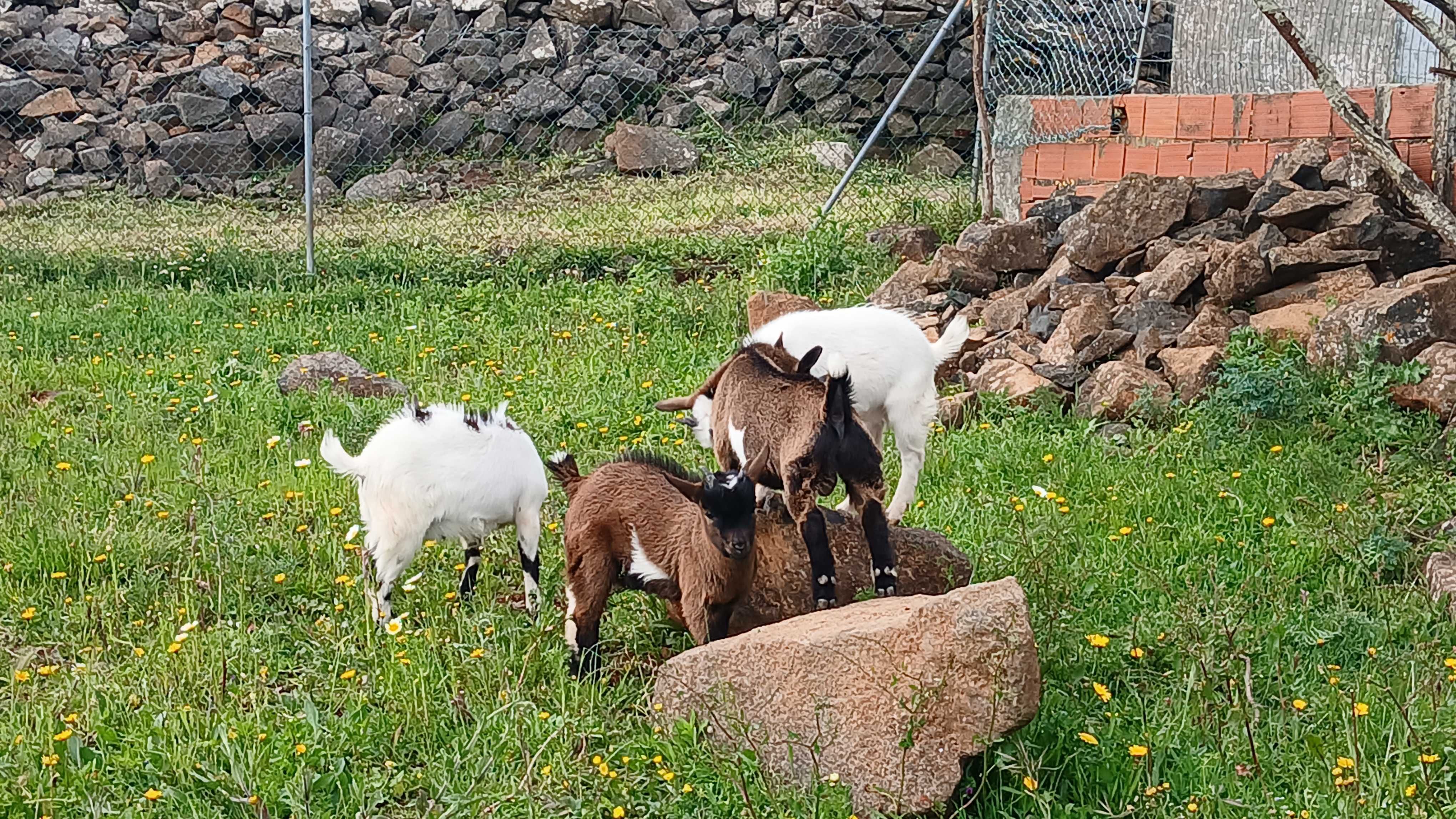 Cabras bebés anãs