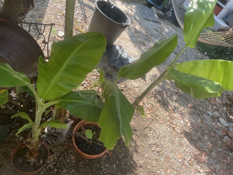 Mudas de bananeiras (varios tamanhos)