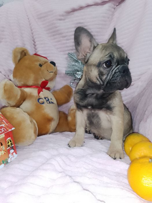 Продаж французьких бульдогів