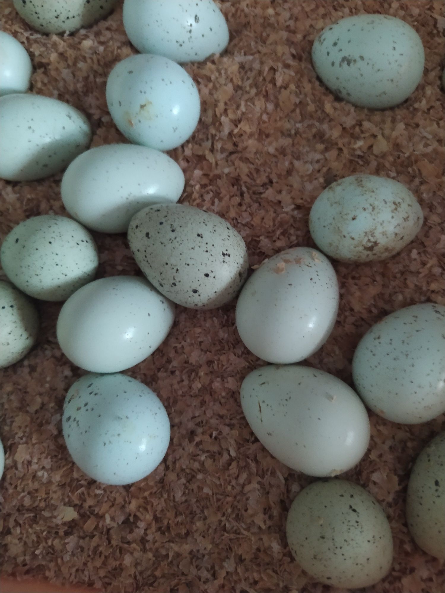 Ovos de codorniz