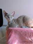 Liliowa Kotka Devon Rex