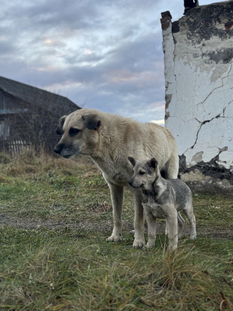 Віддам гарних, щеплених цуценят