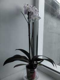 Вазон, орхідея дуже гарна