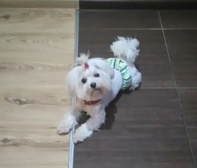 Suczka maltańczyk. Mini