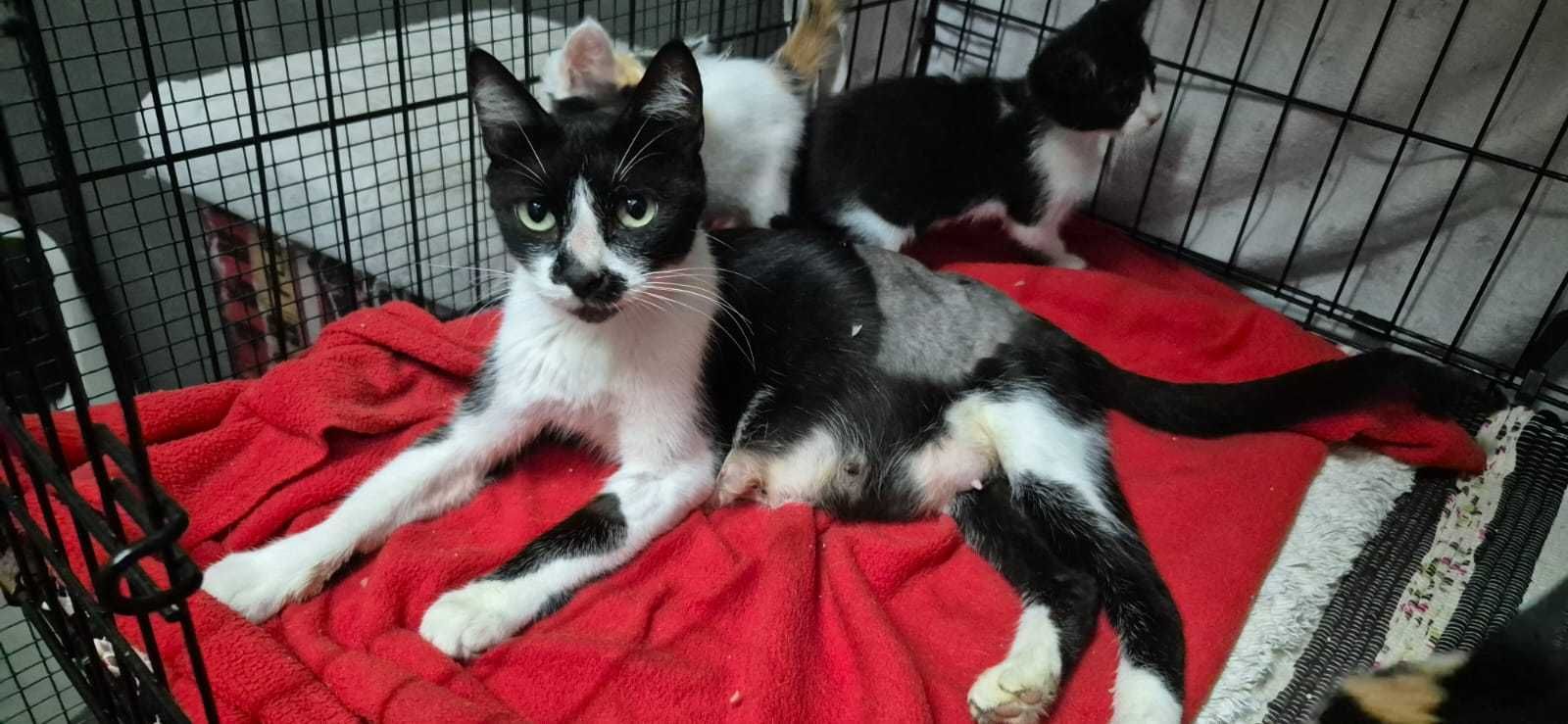 Gata para adoção consciente