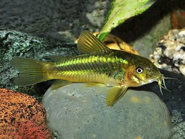 Kiryski Corydoras sp. CW 009 "green laser"