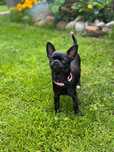 Suczka czarna chihuahua fci odchowana
