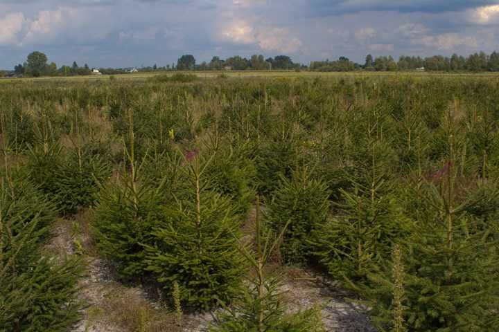 Świerk pospolity kopany z korzeniami - W DONICZCE 70-90cm ŚWIĄTECZNY