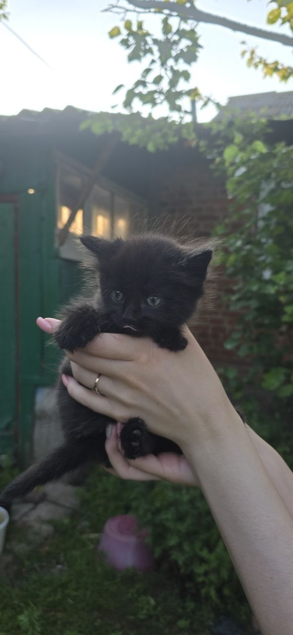 Пухнасті прямоухі котята