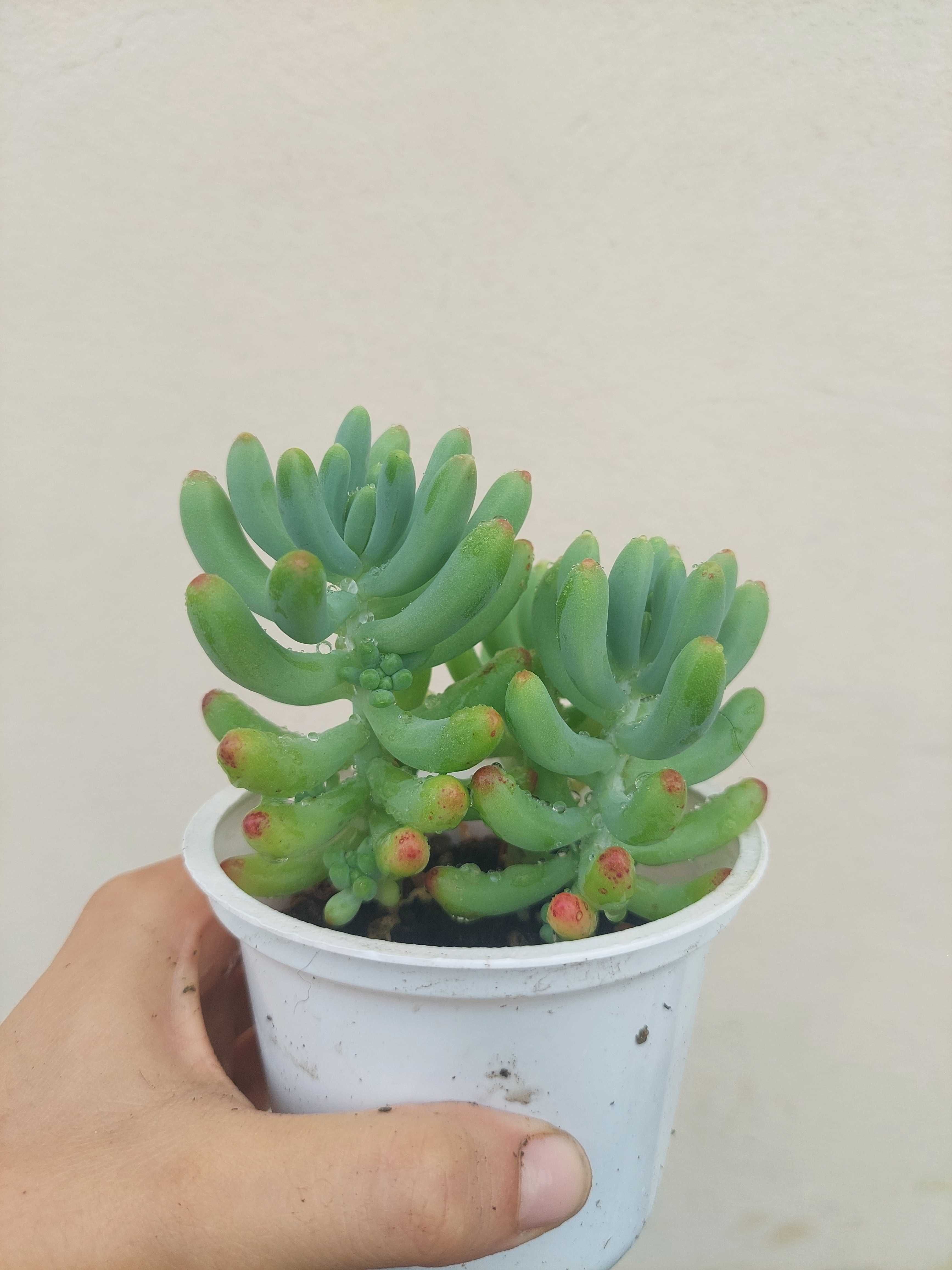 Planta Suculenta Sedum