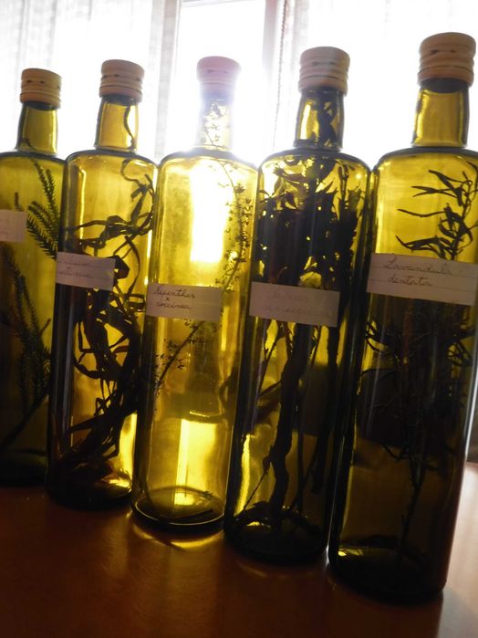 Garrafa decorativa reutilizada com espécies botânicas no seu interior