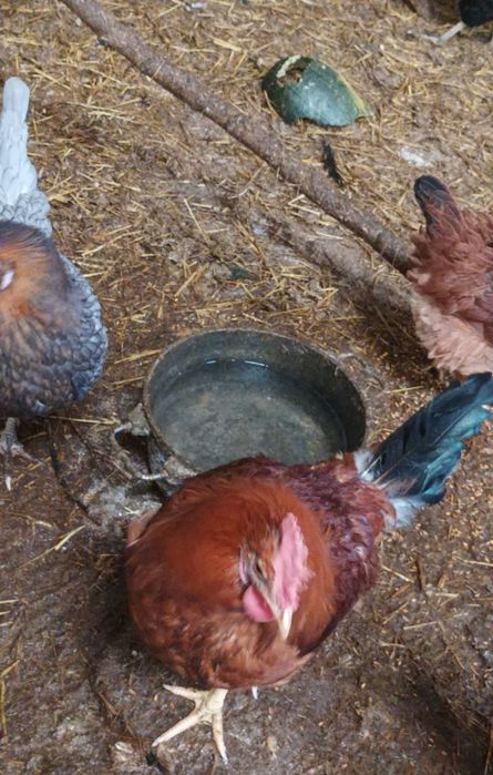 Sprzedam 2 koguty rosy czerwone