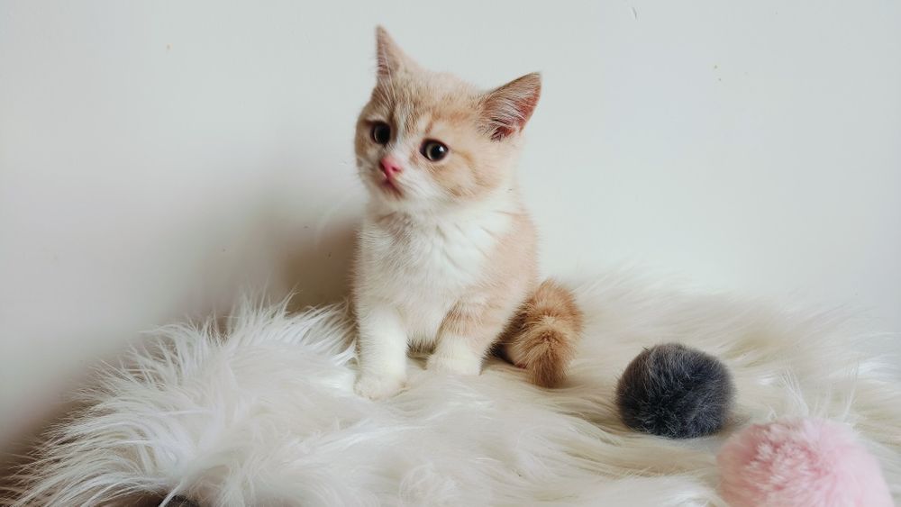 Kocięta Szkockie. Kocurek Biało rudy. Rodowód