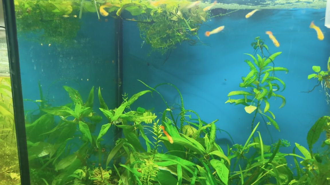 Guppies Red Blonde