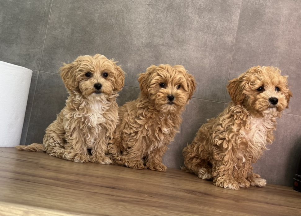 Maltipoo F1 Wyjatkowe z Rodowodem