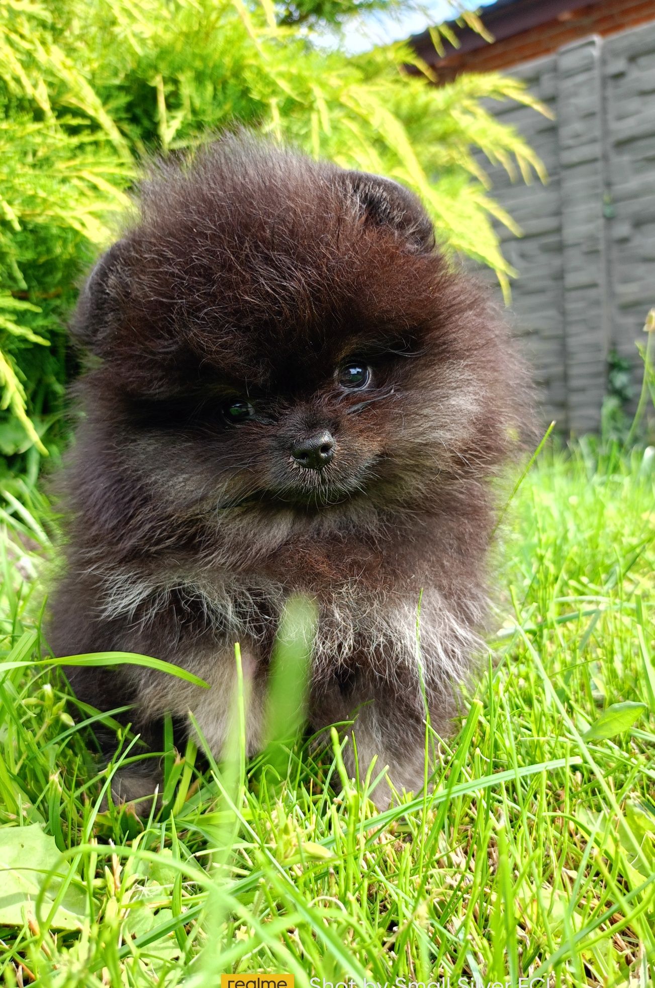 Szpic miniaturowy pomeranian