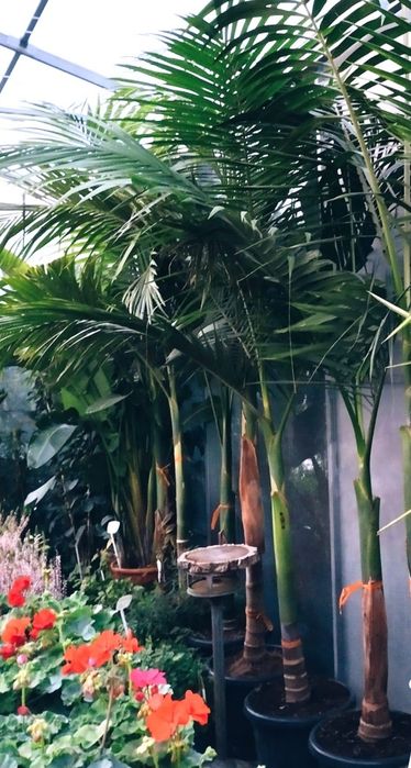 Palmeiras reais australianas ou Archontophoenix cunninghamiana