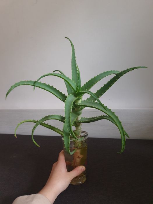 Oddam sadzonki kwiatków aloes i rozrodnik morgana