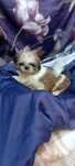Shih-tzu szczenie suczka