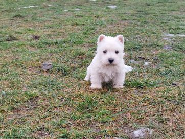 West highland white terrier piesek