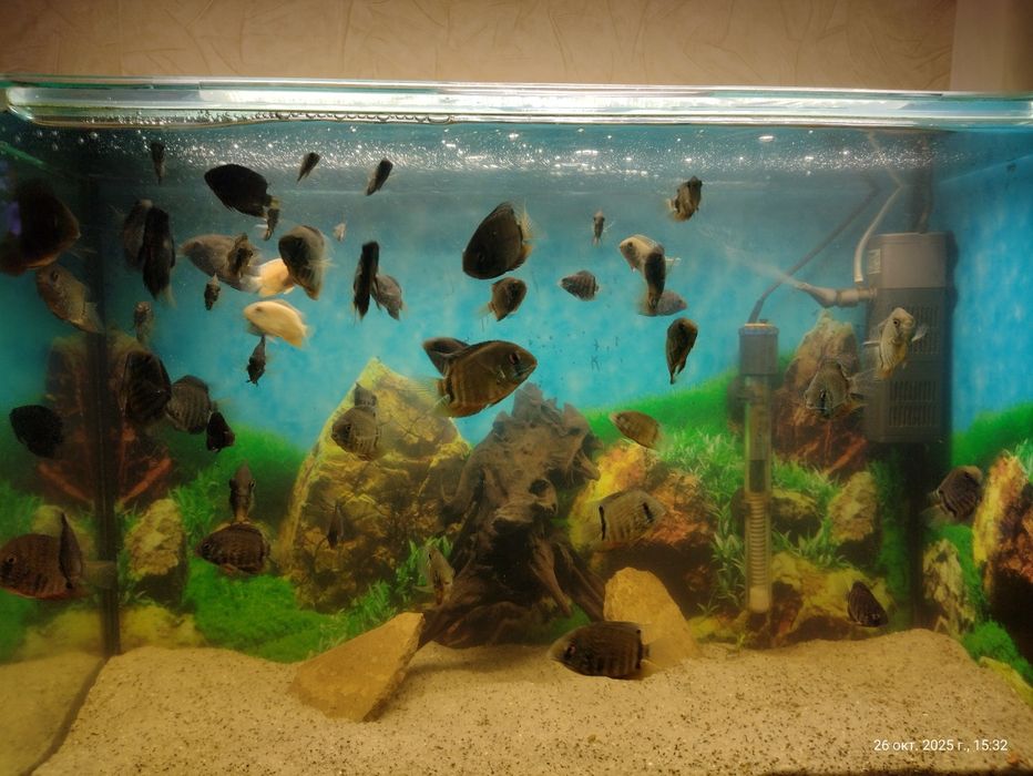 Северум красноплечий