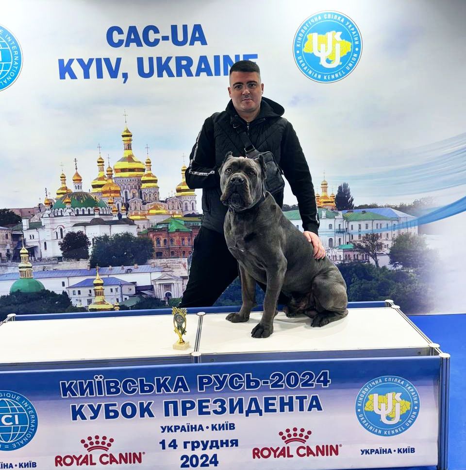 Кане-корсо вязка