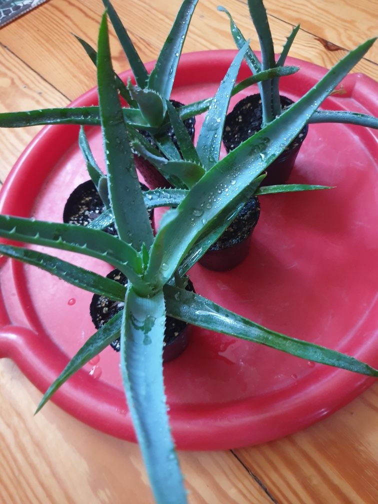Aloes - roślina o właściwościach leczniczych