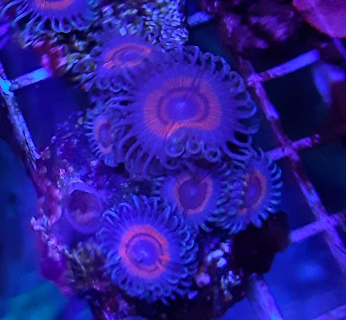 Koralowiec, Zoanthus spp_6.premium,morskie