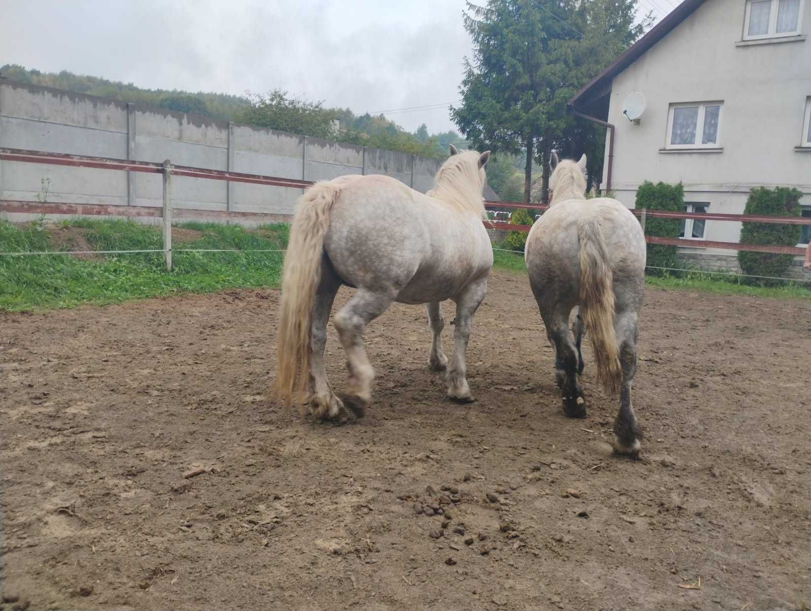 Sprzedam Klacze Perszeron