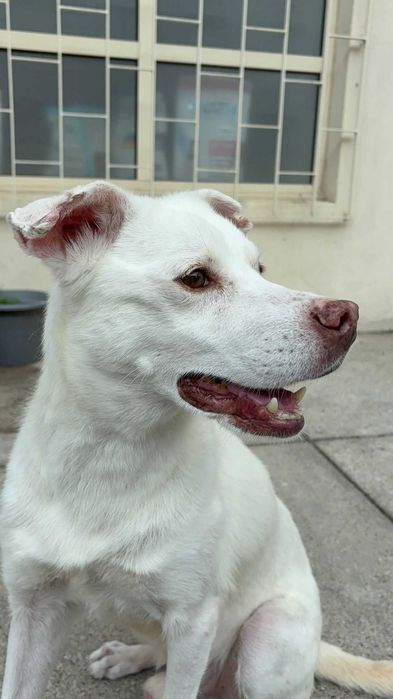 Snow para adoção responsável