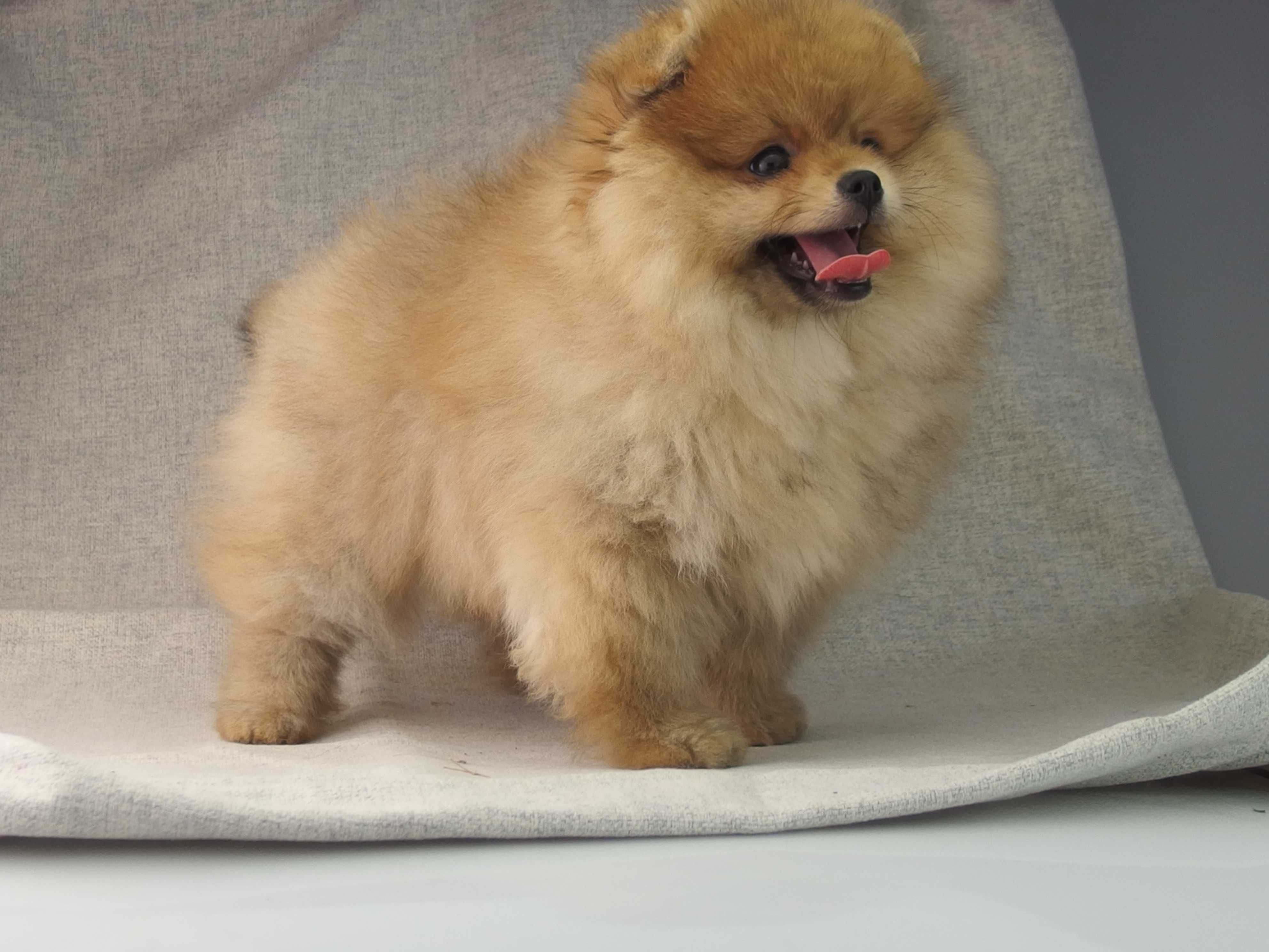 POMERANIAN   FCI szpic miniaturowy # SUCZKA