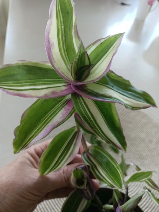 Trzykrotka kolekcjonerska Callisia variegata sosonuscensis Ogon smoka