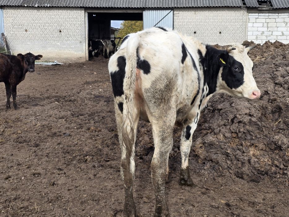 Jalówki do zacielenia